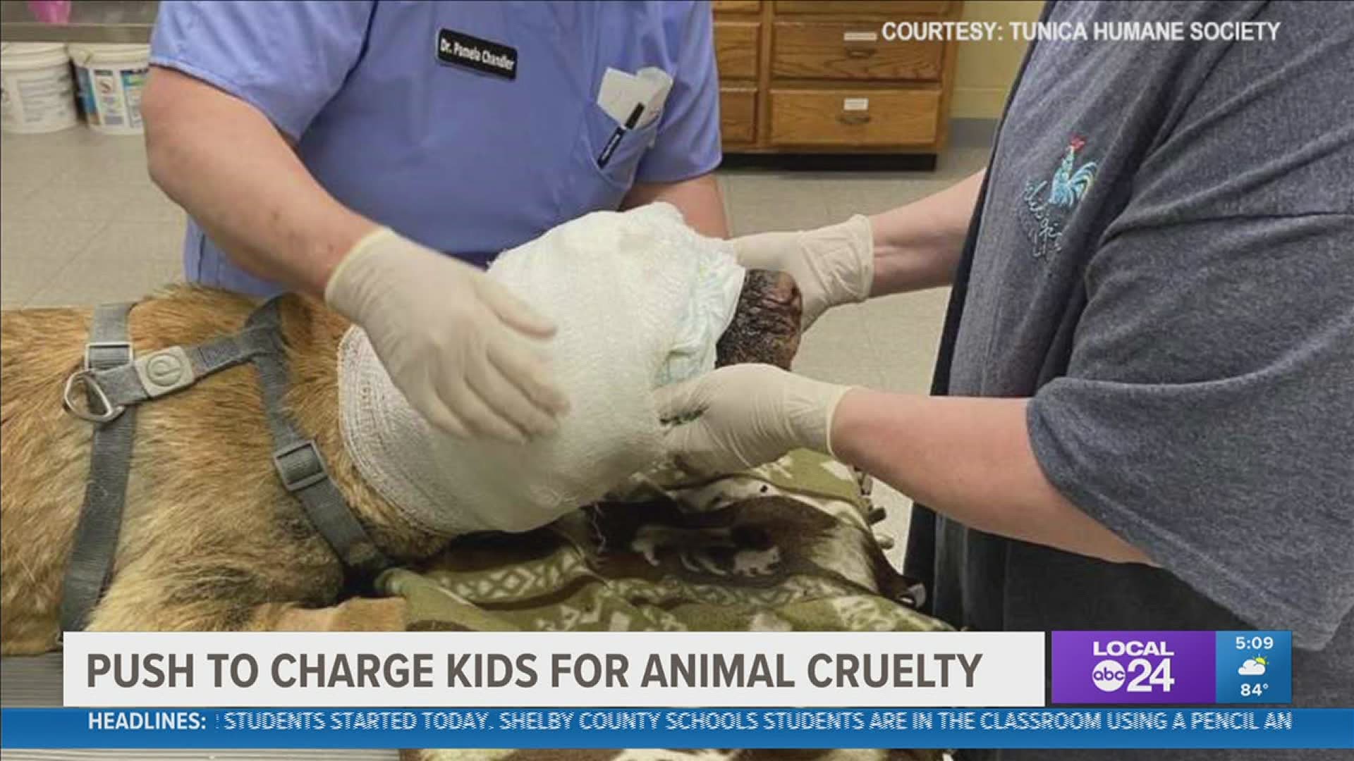 In a Facebook post, Tate County Sheriff Brad Lance said he couldn't charge the child with felony animal cruelty because the child wasn't an adult.