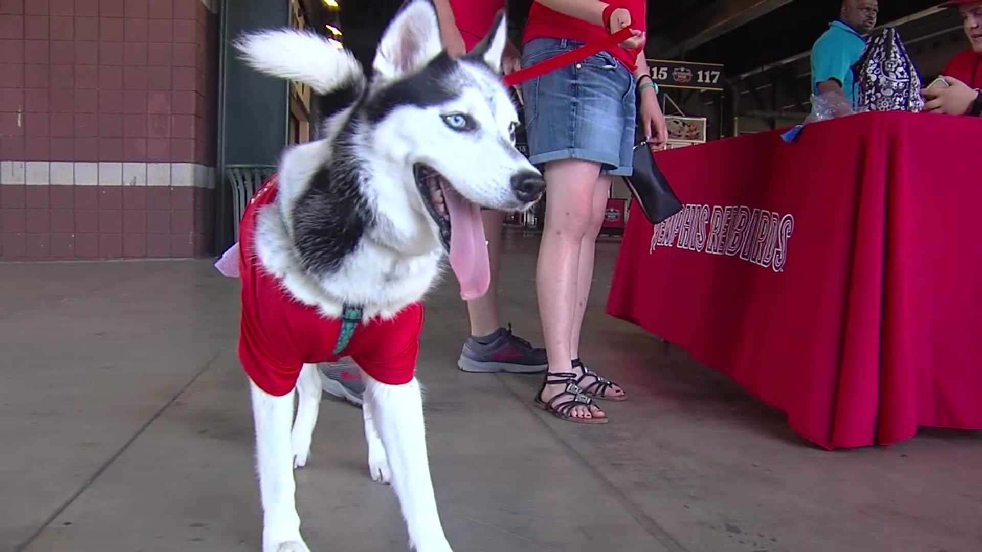 WEB EXTRA: Dog owners bring their pups to AutoZone Bark, wait, that’s AutoZone Park, for “Woof Wednesday”