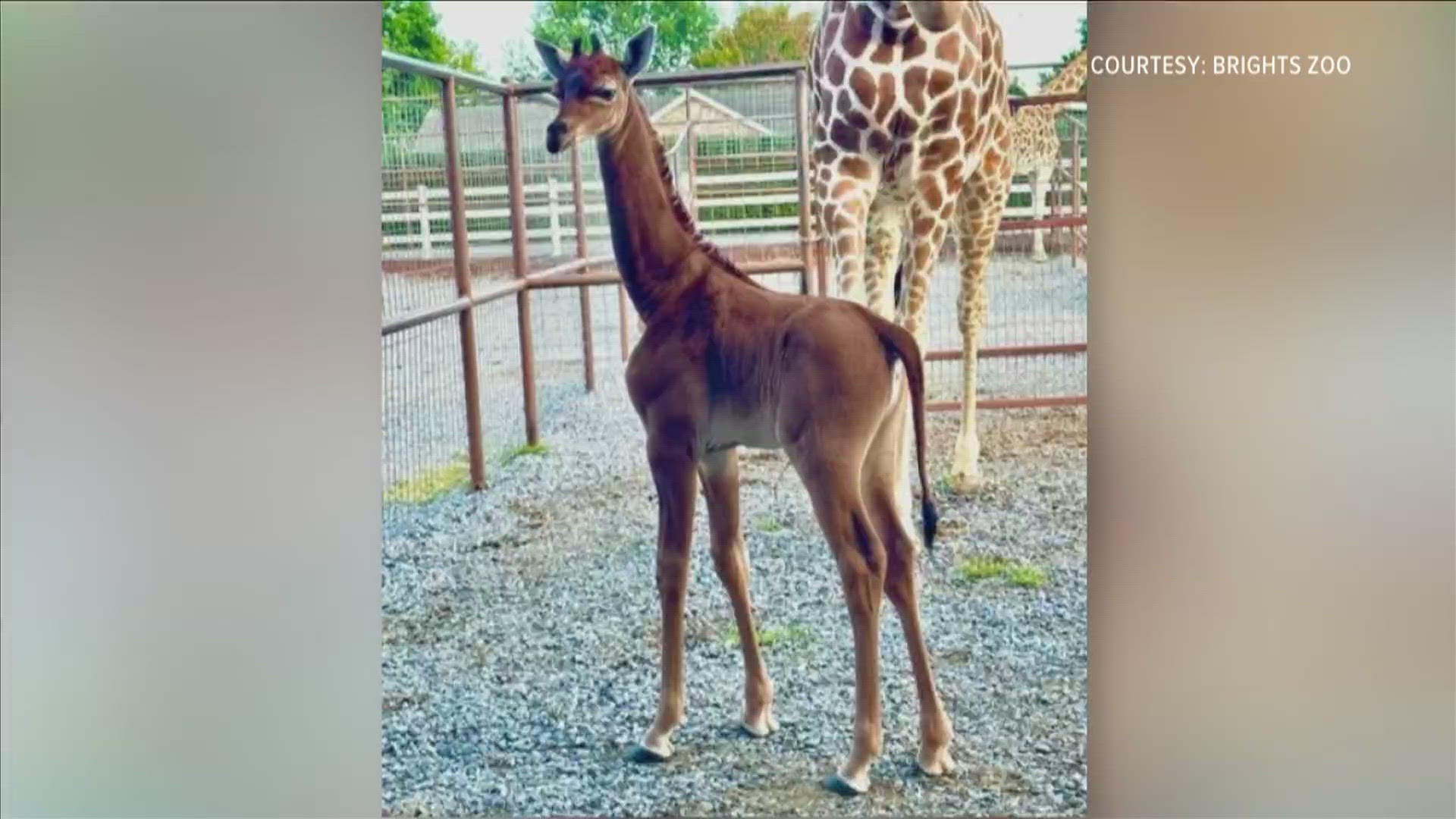 A newborn giraffe is gaining worldwide attention because it has no coat pattern, which is extremely rare. The Brights Zoo is holding a contest to name her.