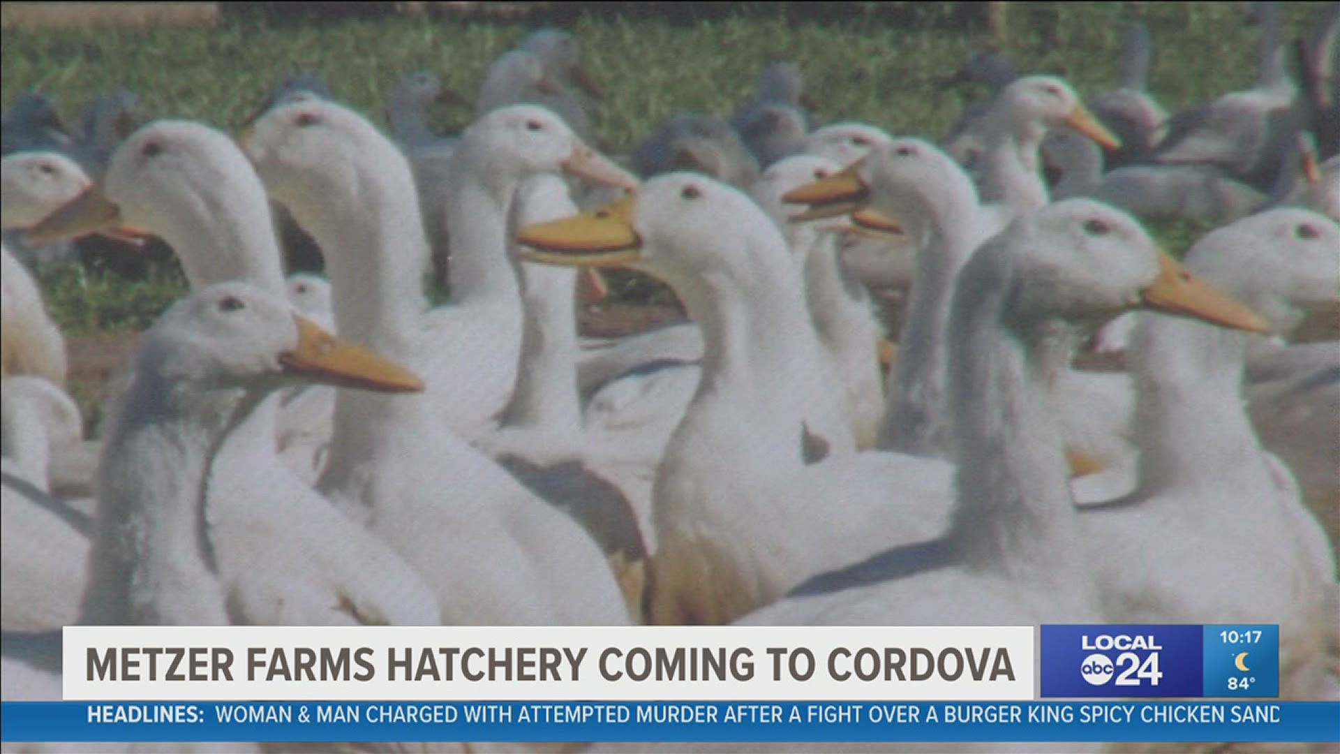 Metzer Farms is building a 21,000 square foot Tennessee hatchery for ducks and geese.