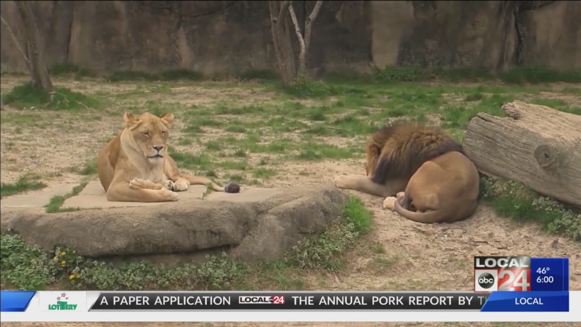 Proposed legislation would allow daytime beer and alcohol sales at Memphis Zoo