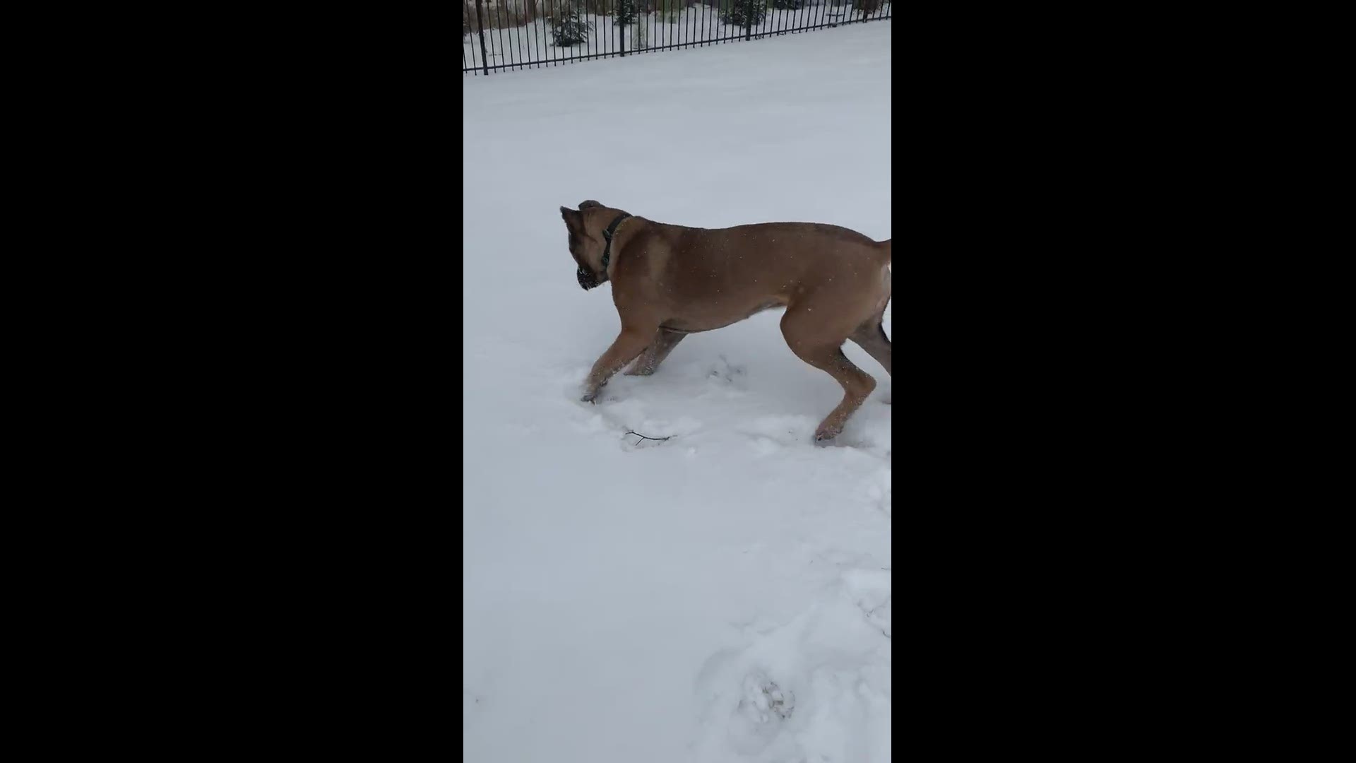 First Snow Day for Freight, the Cane Corso - Olive Branch, MS
Credit: Rebekah Olsen