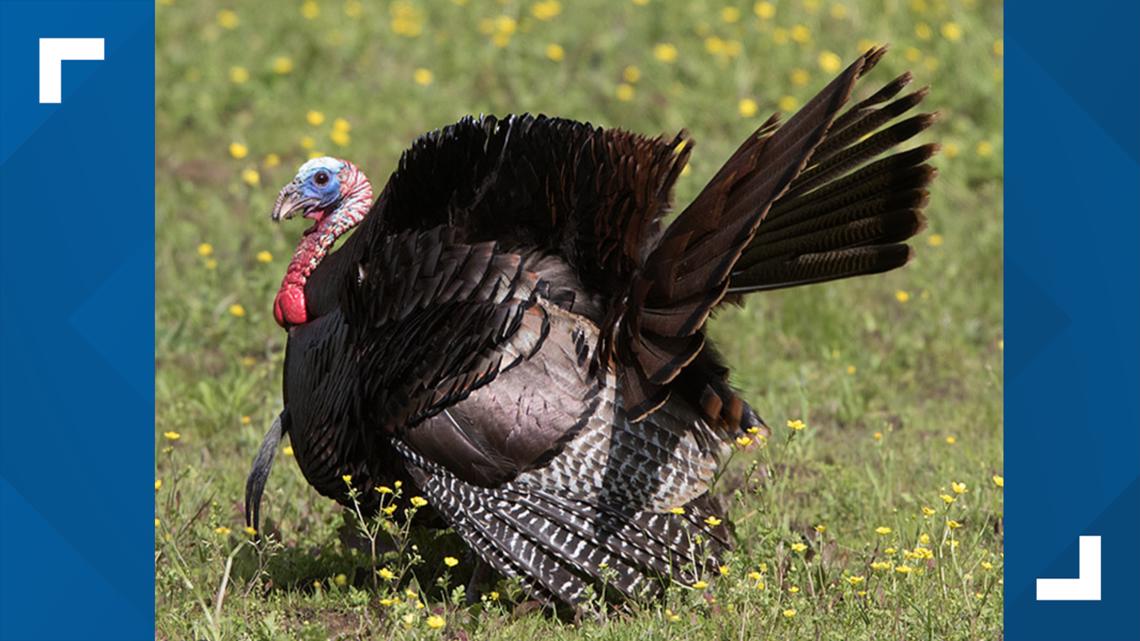 2020 Tennessee spring turkey hunting season will go on as scheduled