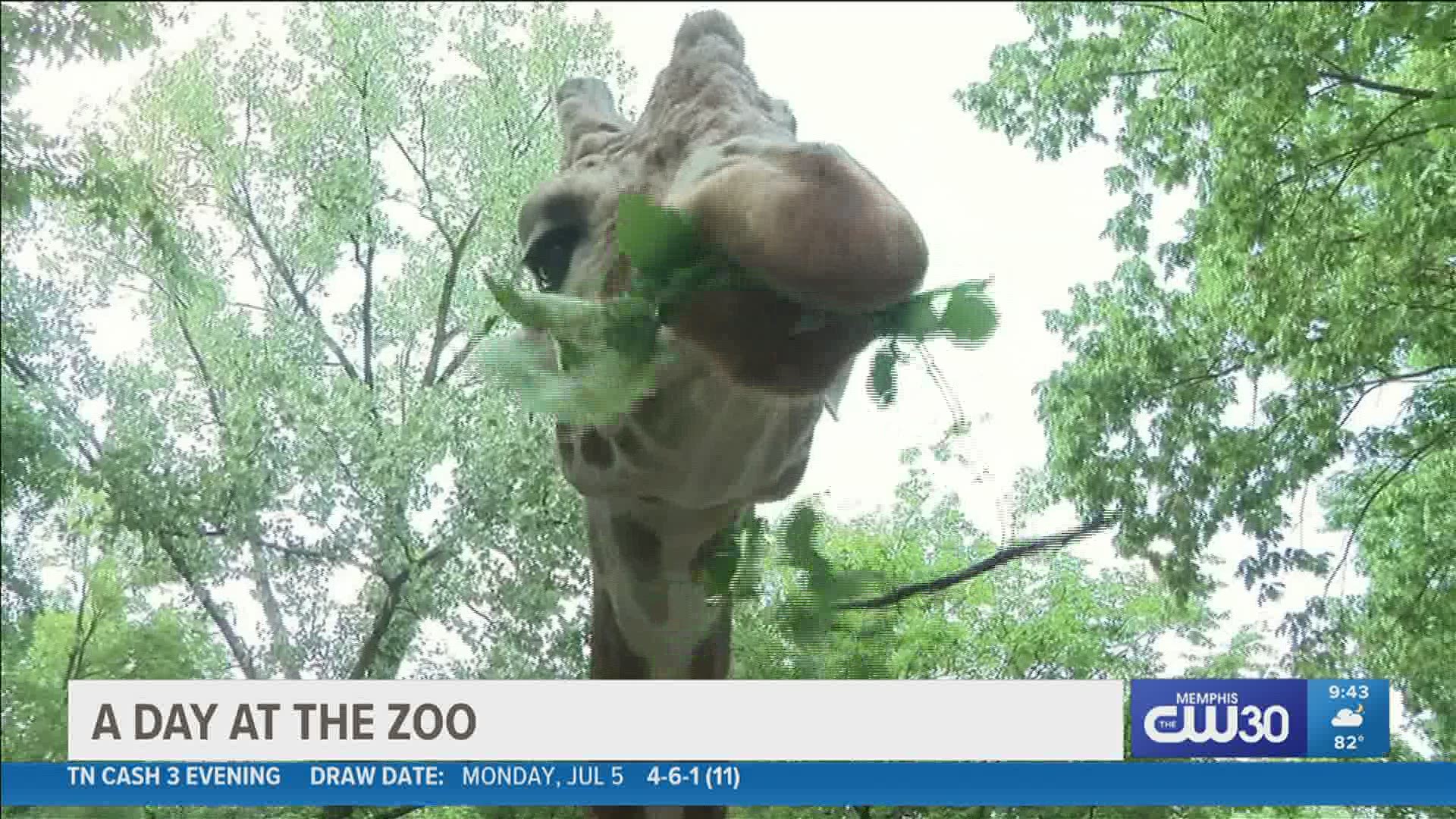 Local 24 News photojournalist Patrick Niedzwiedz went to the Memphis Zoo to see how the animals --and their human visitors-- spent this seasonably hot summer day.