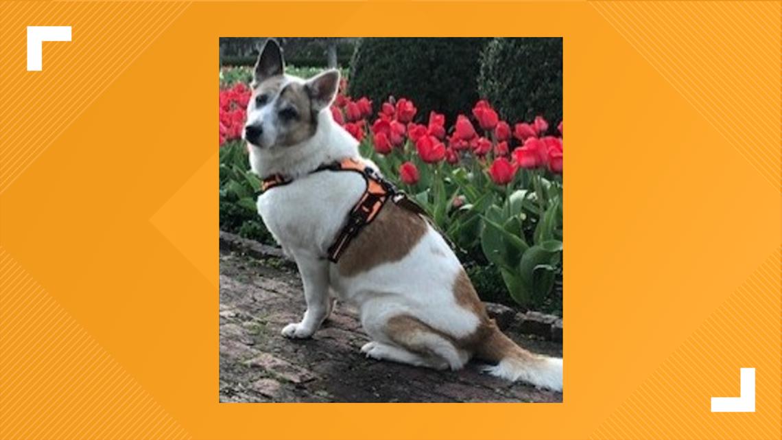 $2k reward offered for info on missing dog after auto theft - Vimarsana News