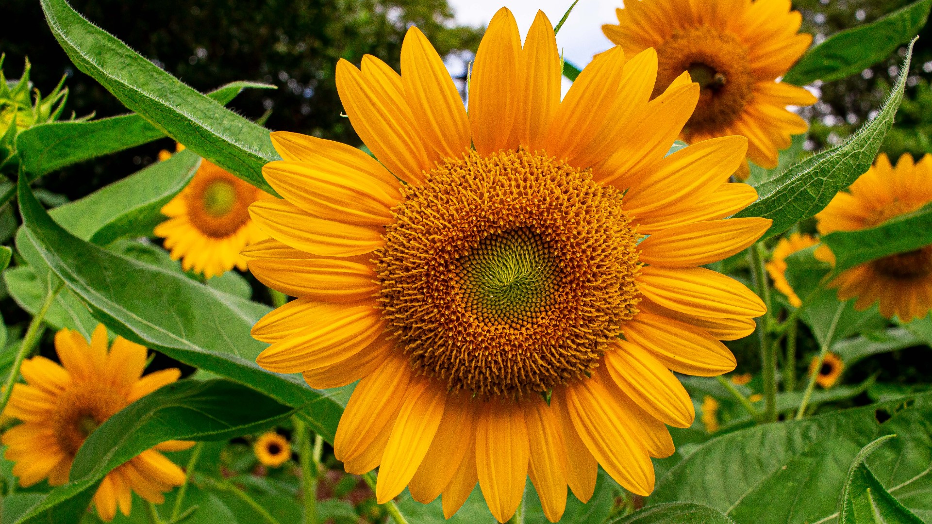 Sunflower garden exhibit opens at Memphis Museum