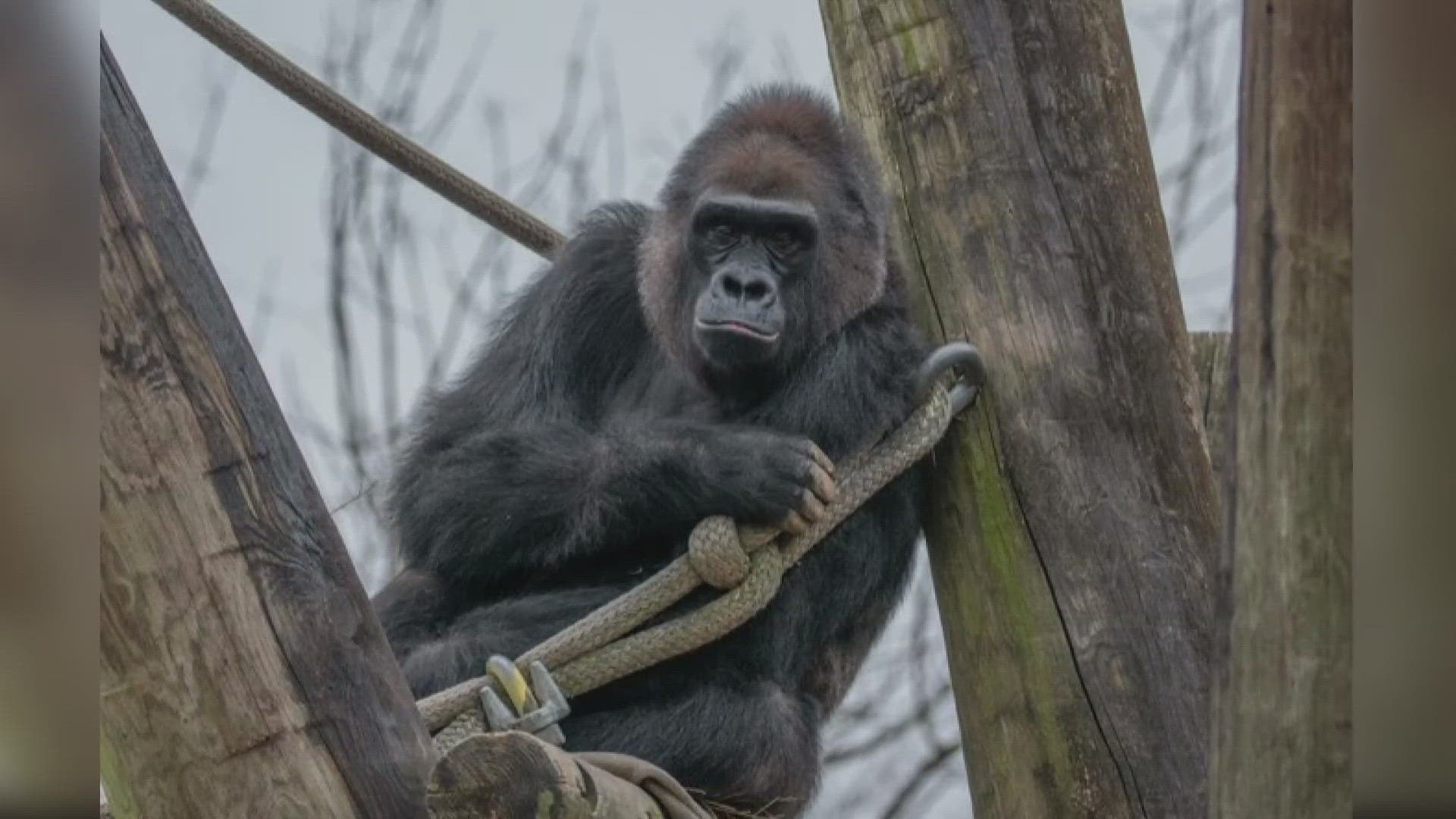 Kwizera was adopted into the Memphis Zoo family in 2009, coming from Buffalo, New York, and joined the zoo's first cohesive gorilla group in over 15 years. 