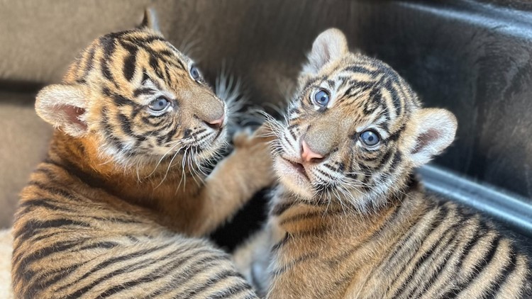 Cub update: Watch our Amur tiger cubs' adorable first moments