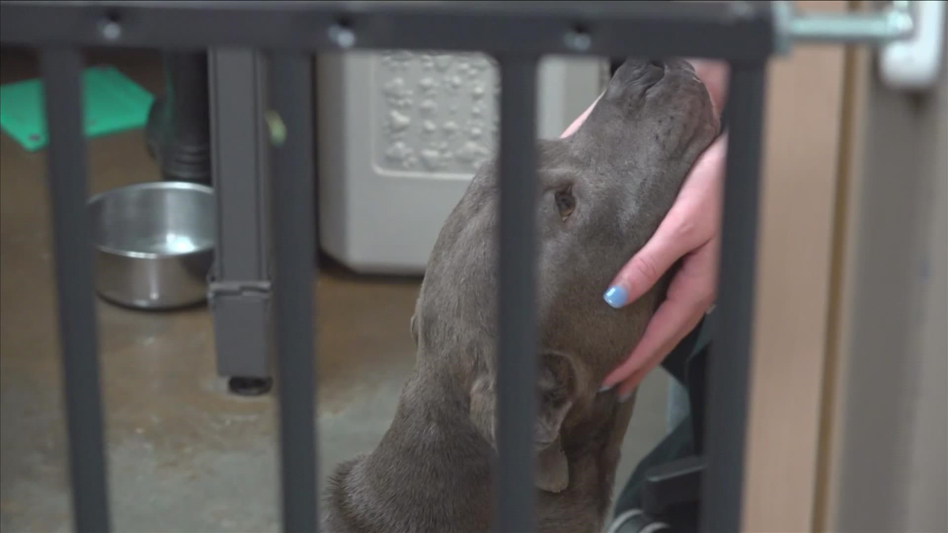 Animals sleeping in conference rooms and employee offices at the Memphis Animal Shelter need a forever home now.