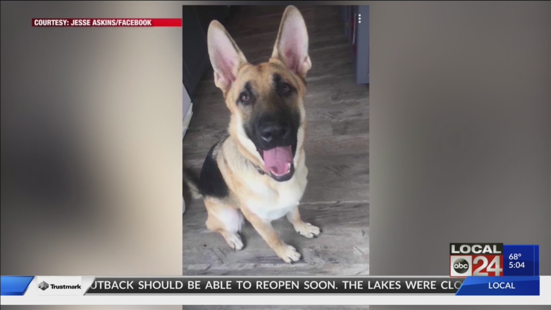 veteran's missing dog search continues