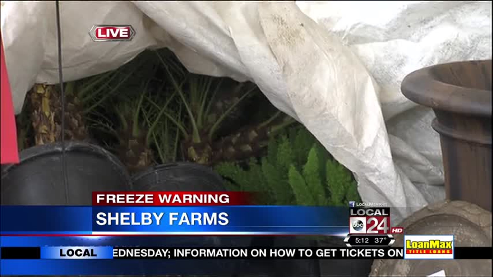 Freeze Warning In The Mid-South: Protect Your Plants | localmemphis.com