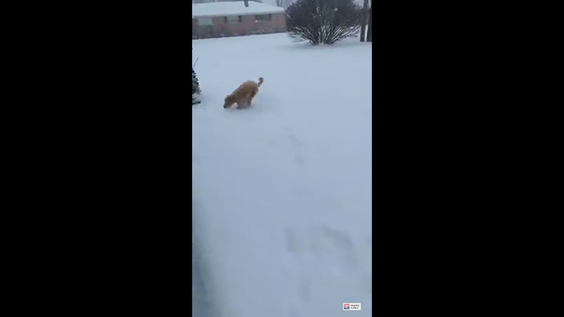 My 7 month olds goldendoodle loved playing in the snow for the first time!
Credit: Cameron Thomas