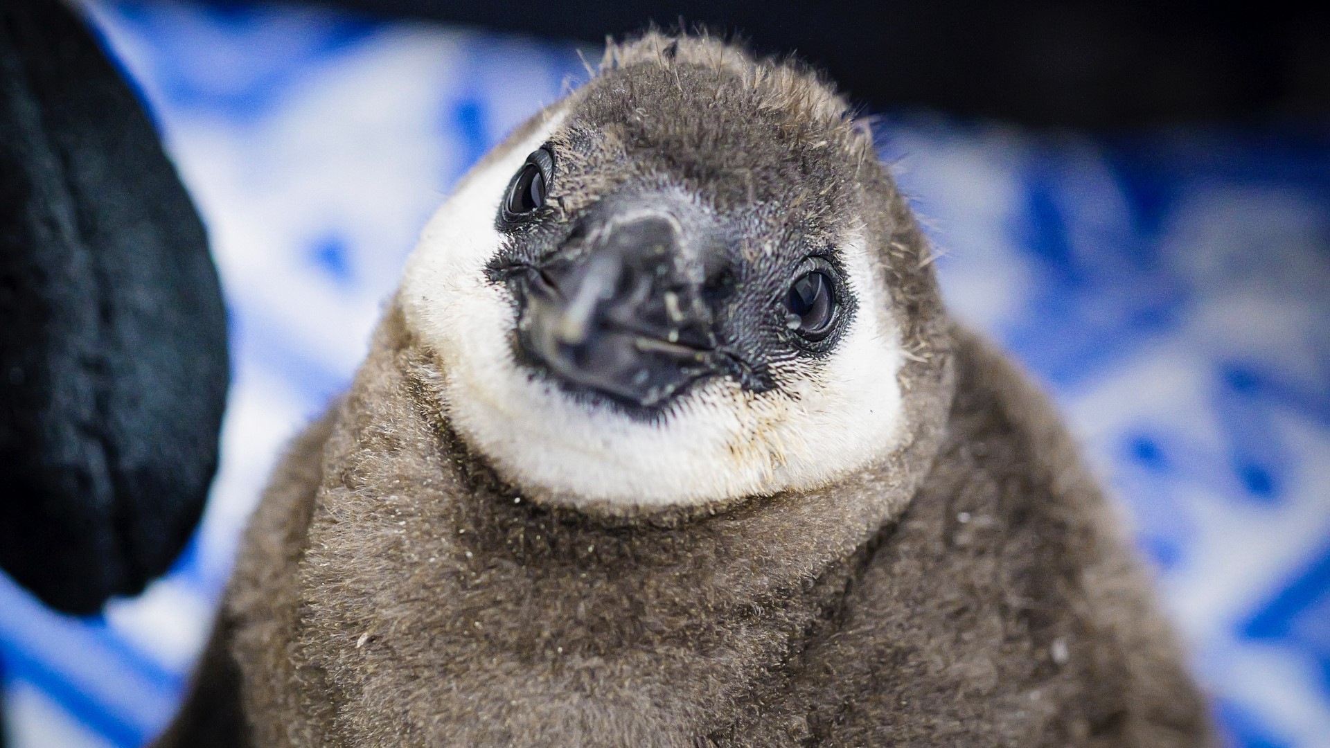 Meet 'Lord' Elrond, a new African black-footed penguin chick at Memphis Zoo, named for 'Lord of the Rings,' like his father, Pippin. (Video courtesy of Memphis Zoo)