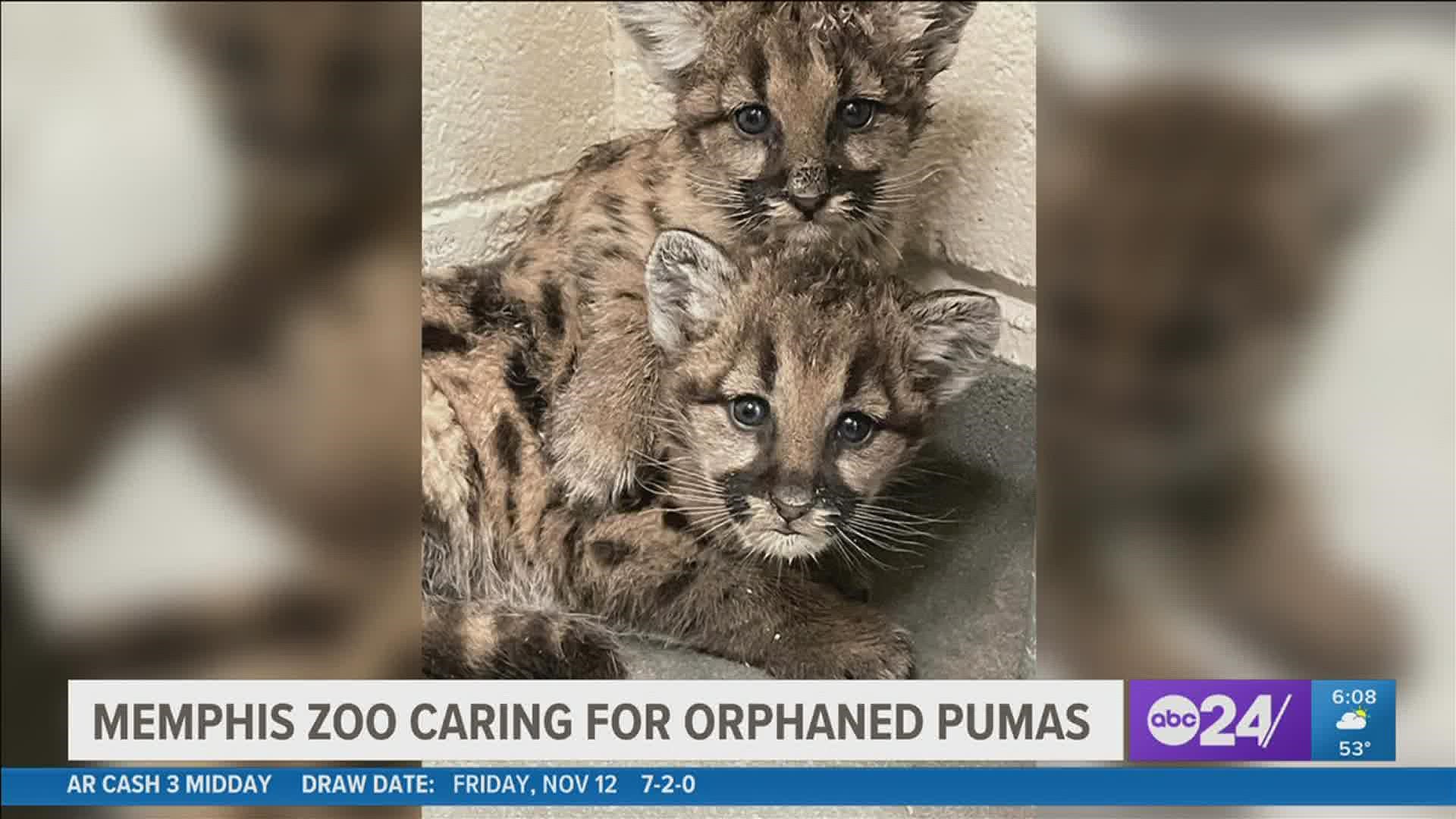 The Memphis Zoo is caring for four orphaned pumas born in the backyard of a Washington state home.