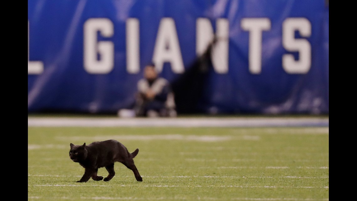 New York Giants Monday Night Football Cat