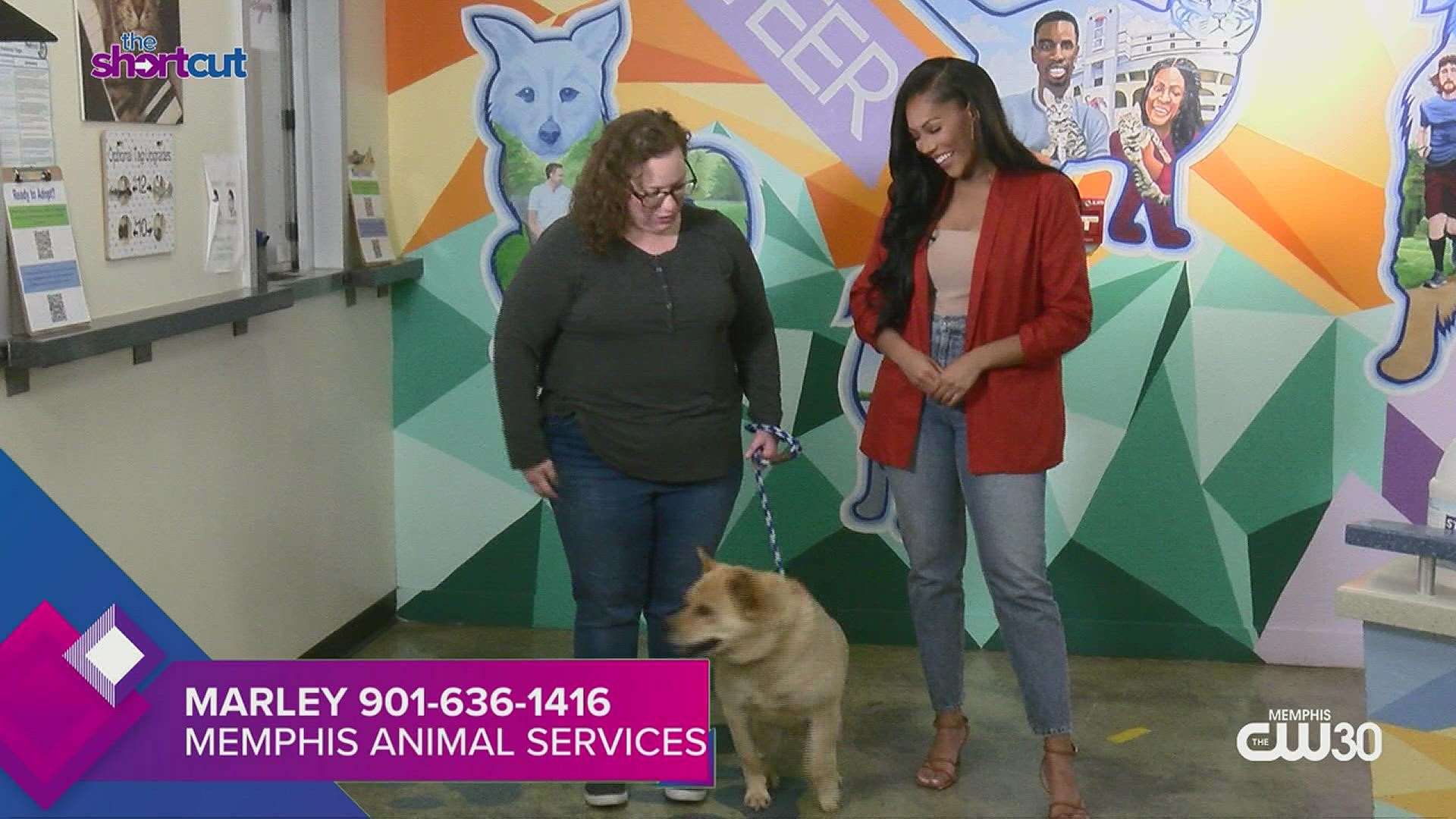 In this week's Pet-of-the-Week, meet Memphis Animal Service's Marley, a lovable office dog. Also, find out how YOU can help animals through more than adoption.