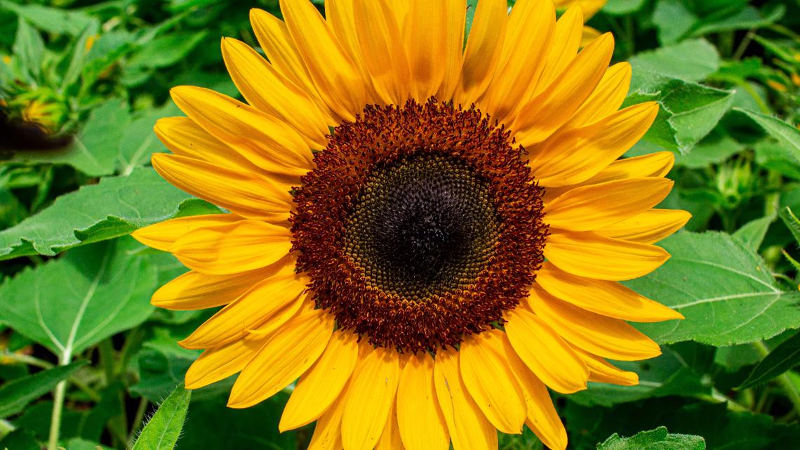 Sunflower garden exhibit opens at Memphis Museum