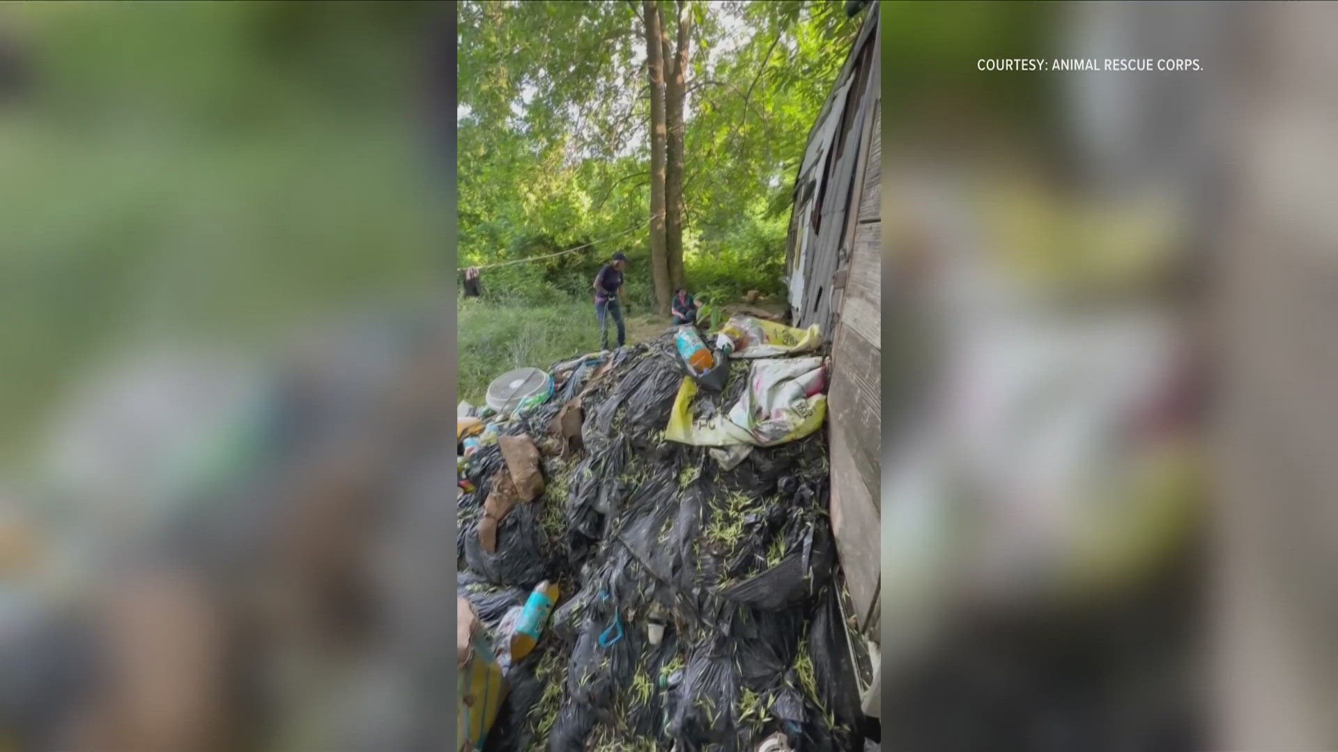 Many animals were living in deplorable conditions before ANimal Rescue Corps reportedly took them to their center.