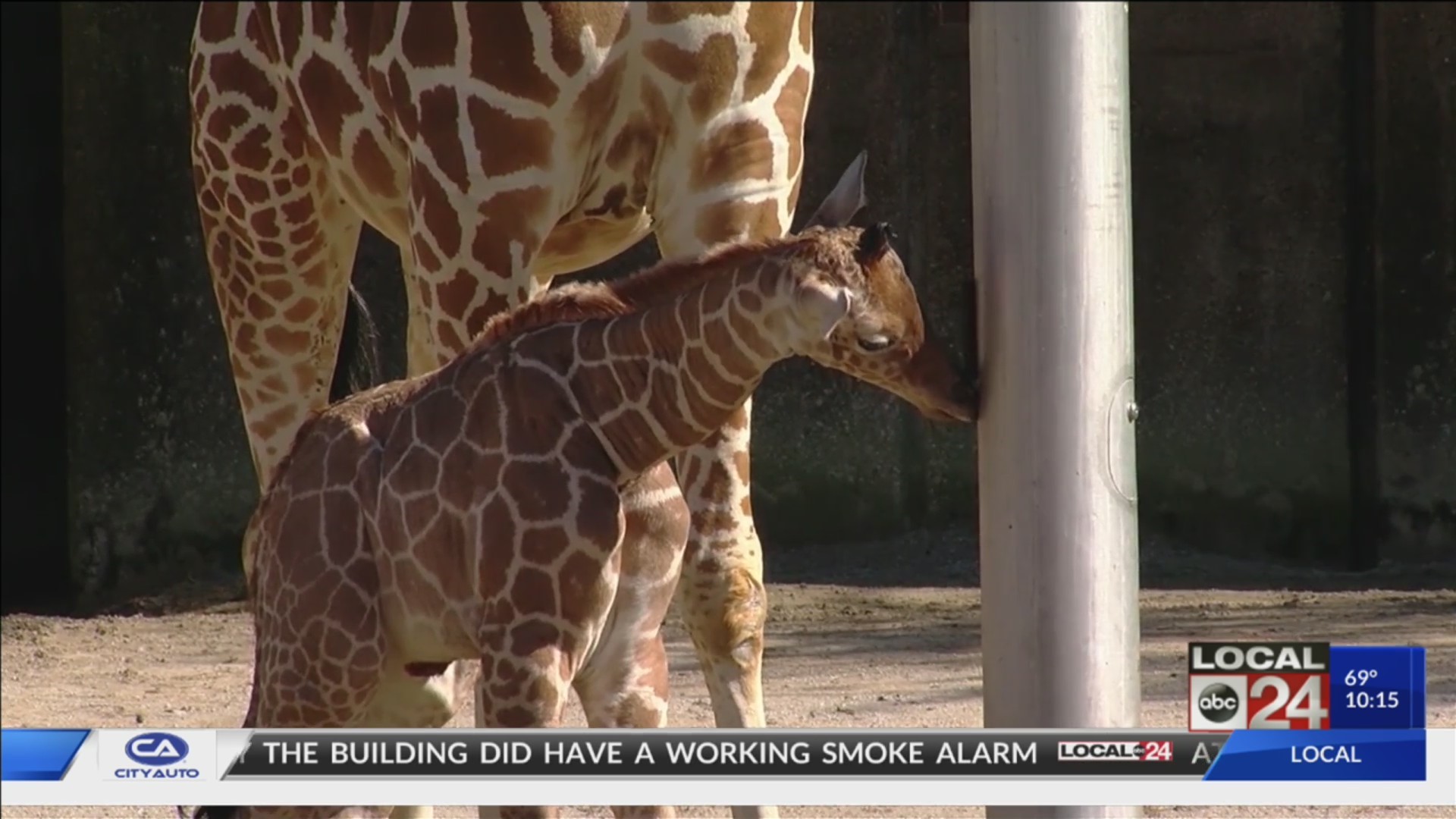There’s a giraffe baby boom at the Memphis Zoo