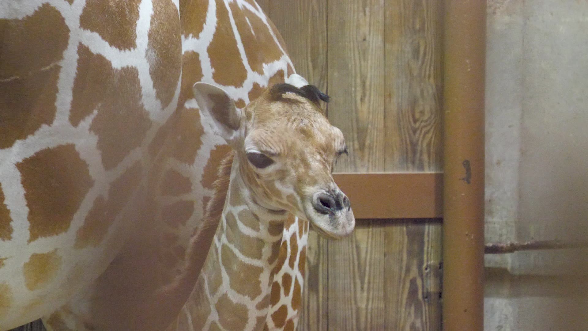 Zookeepers said mom Wendy gave birth to the baby girl Monday, June 7th.