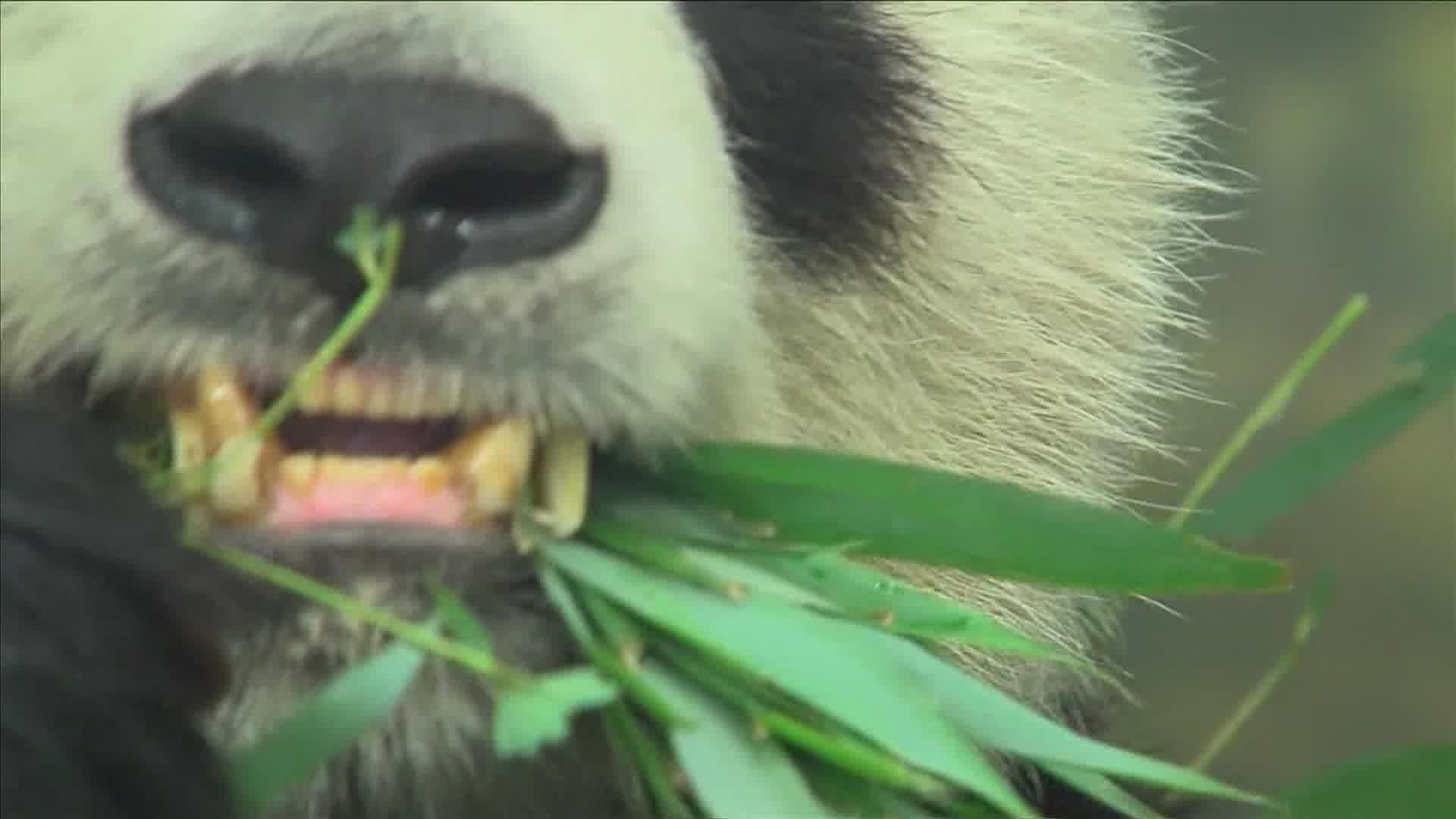Memphis is one of the few zoos in the country to have a panda exhibit.