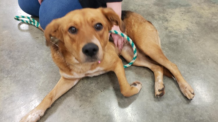 Help urgently needed | Memphis Animal Services offering 'name your own price' to adopt in August