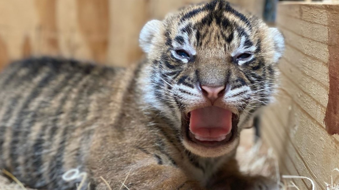 Tiger Cubs Playing With Mom 