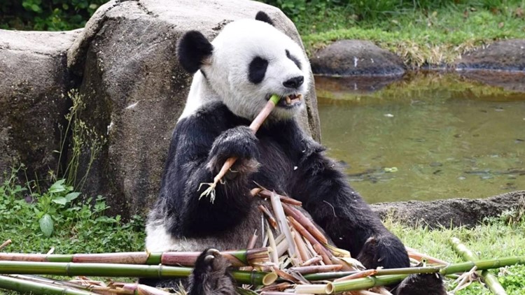 Memphis Zoo pandas to return to China as loan agreement ends |  