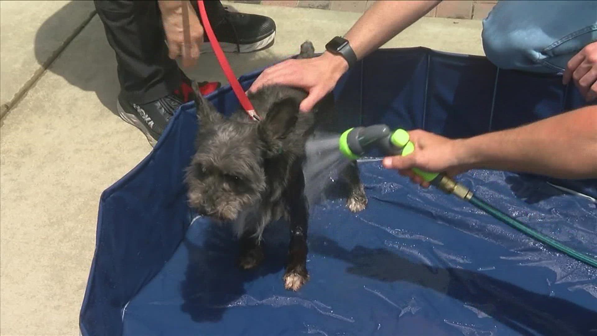 Germantown Animal Services hosted an event at Saddle Creek washing guests' dogs for $10 and simultaneously helping shelter dogs find a new home.