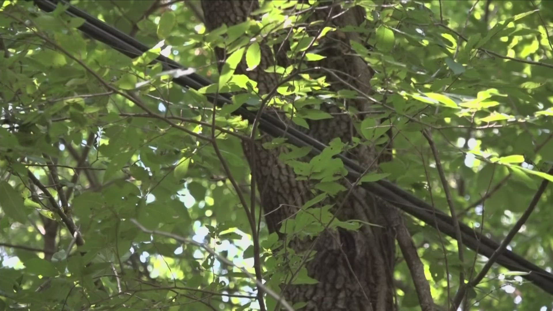 A woman in a Memphis neighborhood is concerned about trees possibly destroying phone lines.