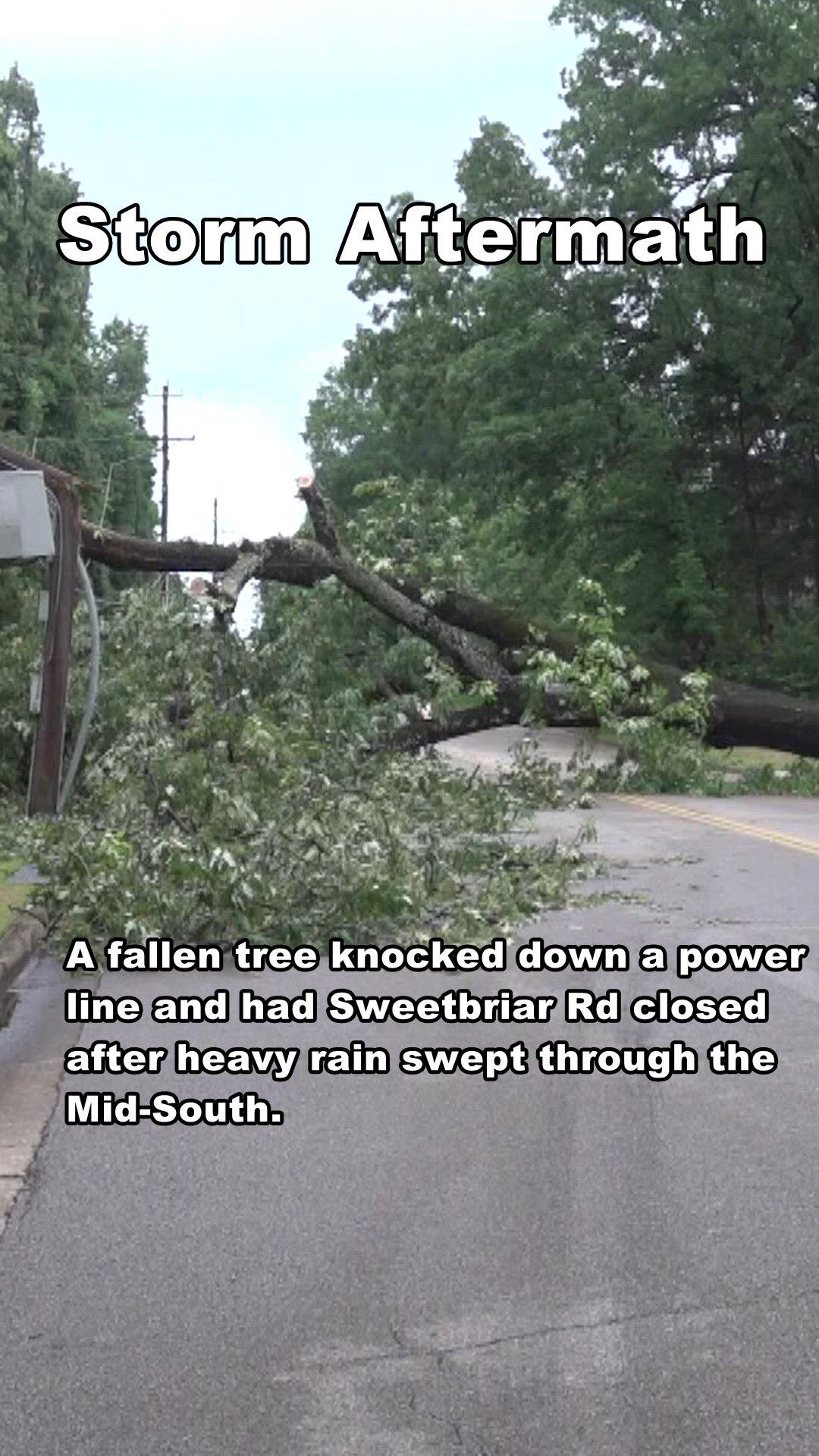 Fallen tree blocks a road and brings down a power line | localmemphis.com