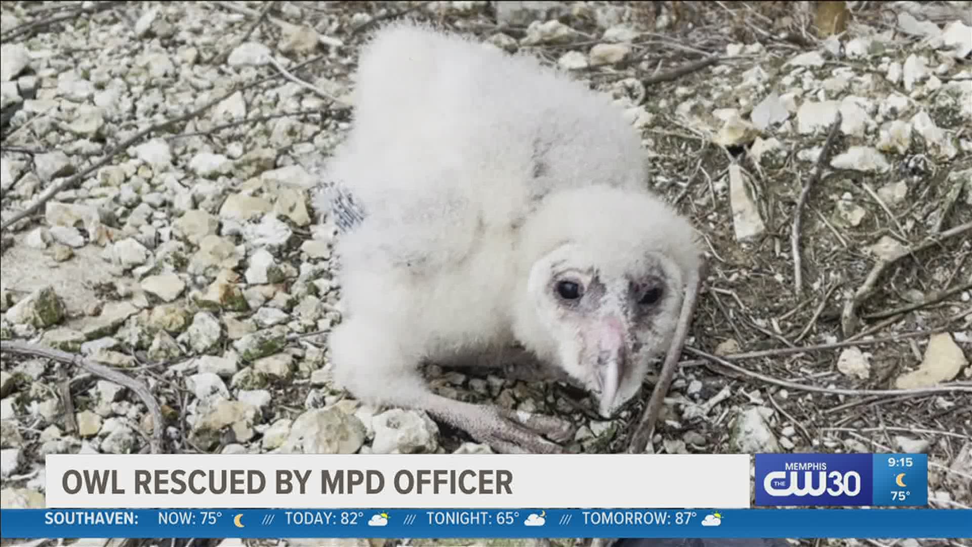 After seeing a baby owl on the side of the road, an officer called a local rescue group.