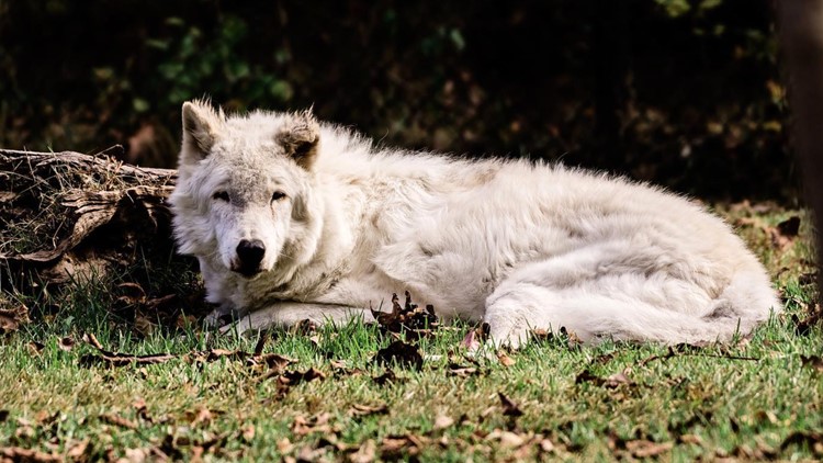 Memphis Zoo mourns death of one of its wolves from Teton Trek