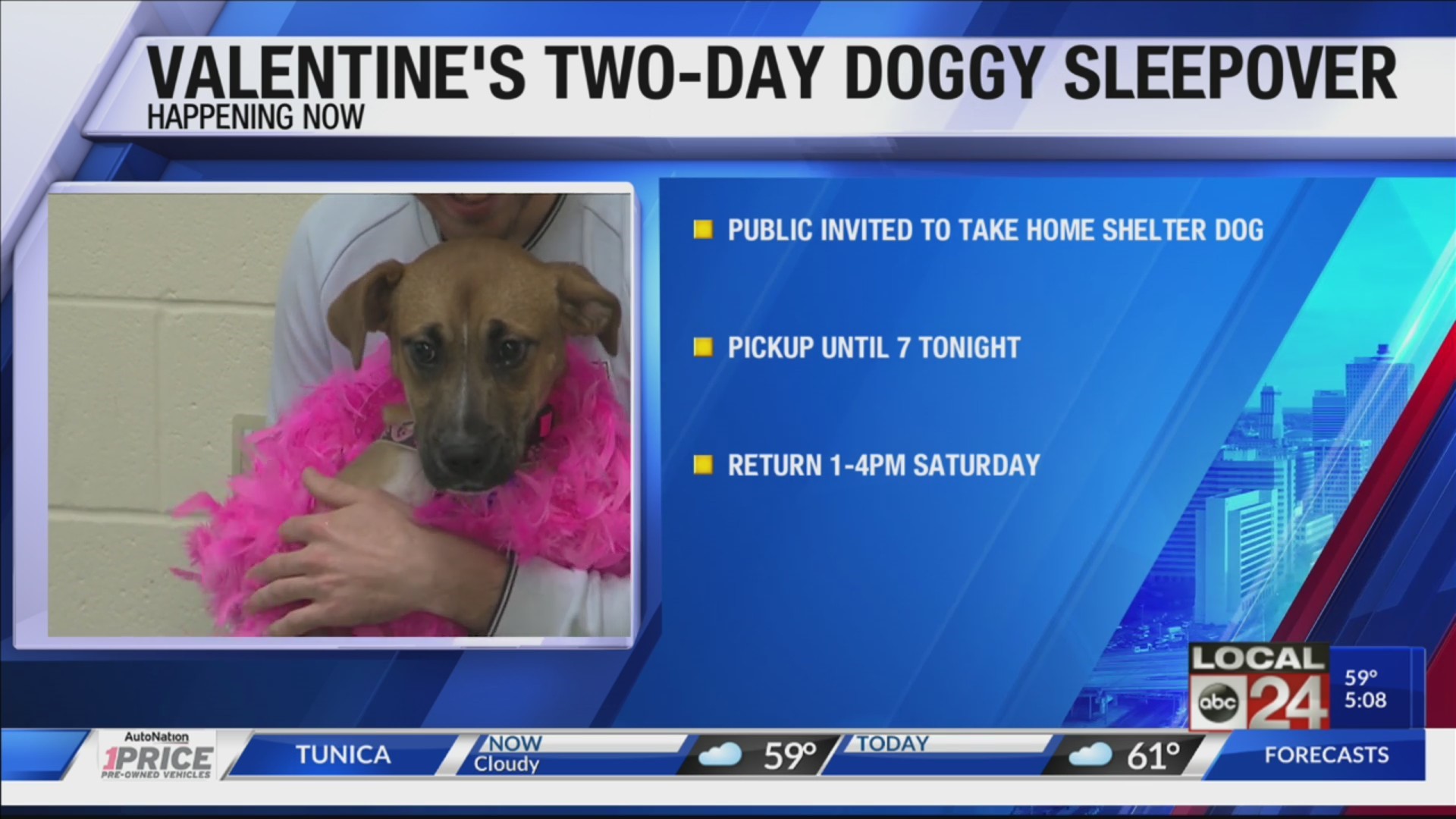Help A Furry Friend With Memphis Animal Services' Valentine's Sleepover