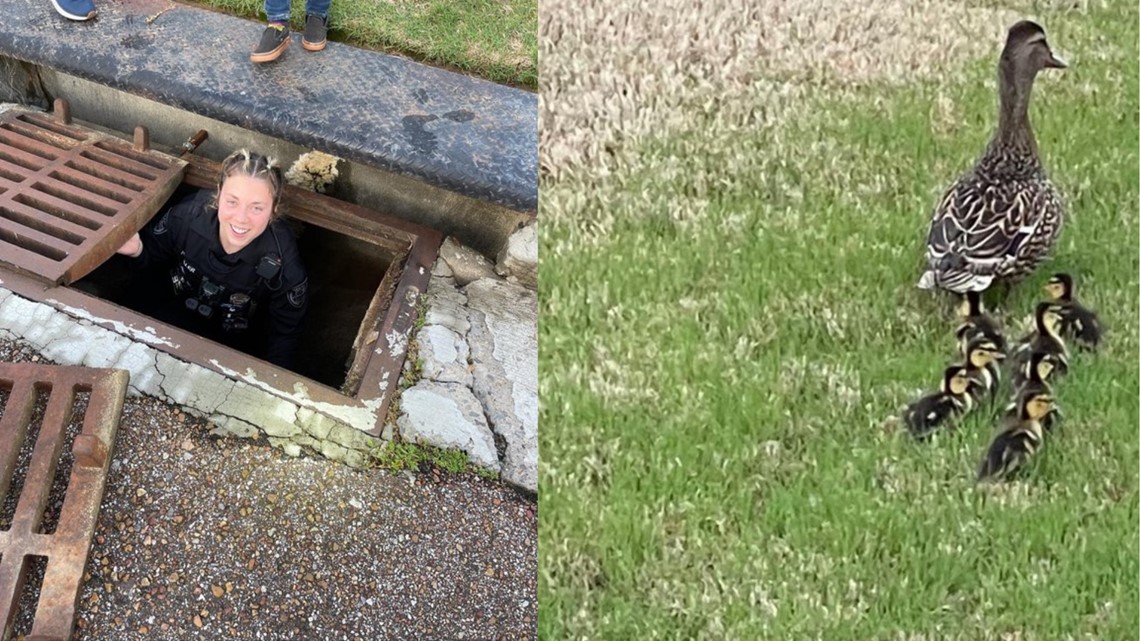 Police rescue baby ducks from Bartlett storm drain | localmemphis.com