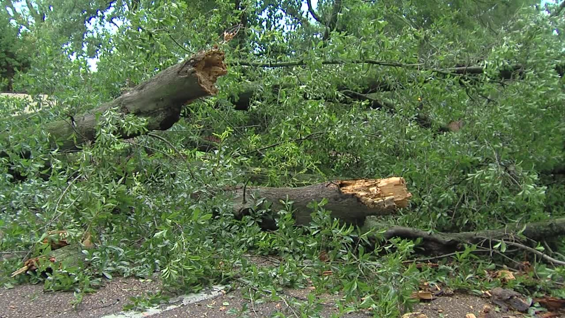 Tree Down on East Parkway
