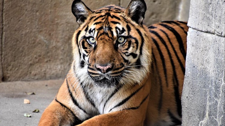 Memphis Zoo mourns the passing of Ratu, the Sumatran tigress |  