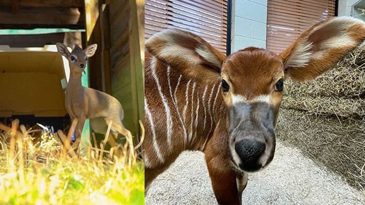 Memphis Zoo welcomes two new babies for the new year 