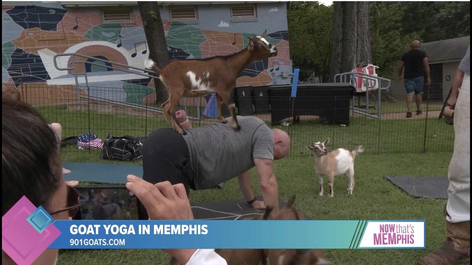Goat Yoga: The wild exercise craze descends on Durham - ABC13 Houston