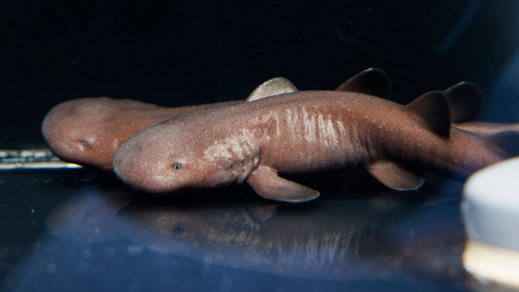 Endangered short-tail nurse sharks hatch at Tennessee Aquarium