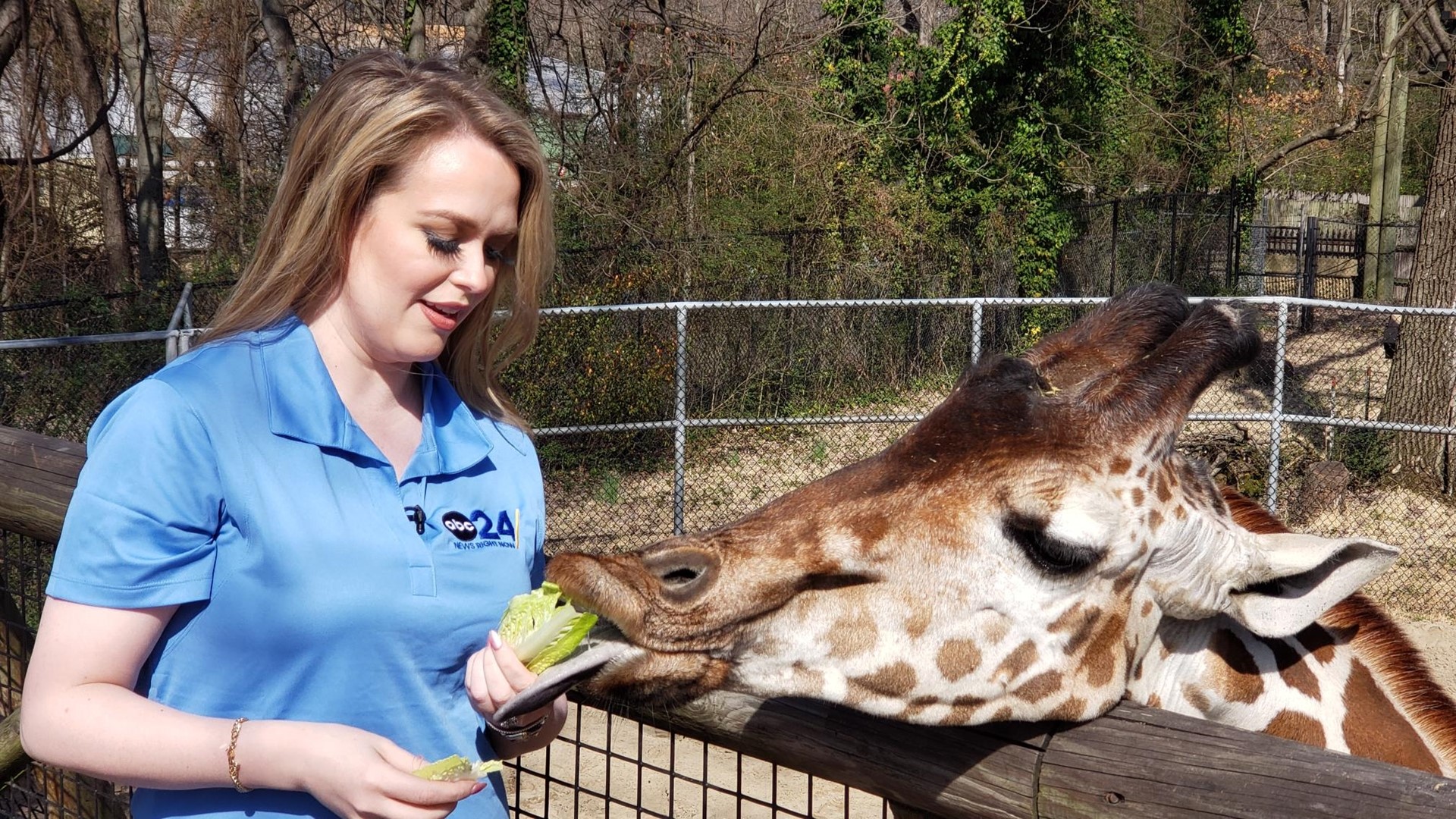 Giraffe Feeding Adventure reopens at the Memphis Zoo | localmemphis.com