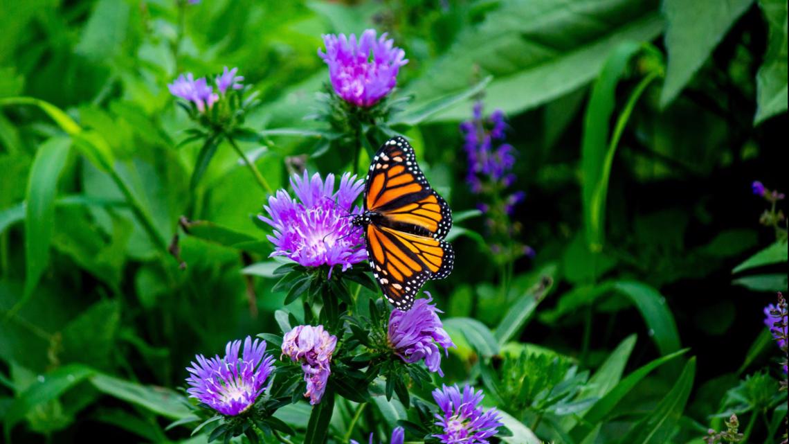 Butterfly exhibit reopens at the Memphis Zoo