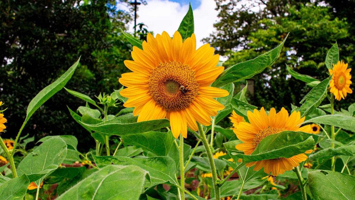 Sunflower garden exhibit opens at Memphis Museum