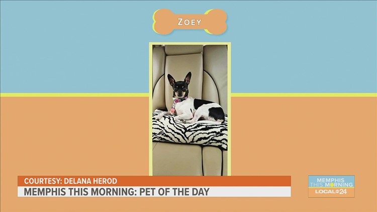 Pet of the Day 11-12-20