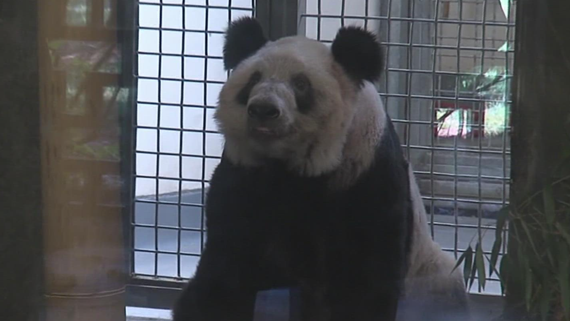 The pop superstar made headlines Tuesday when she expressed support for a movement to have Memphis Zoo pandas Le Le and Ya Ya returned to China.