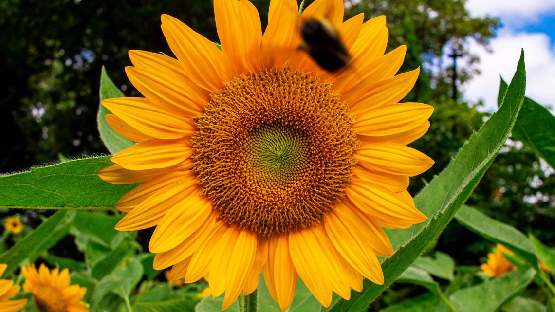 Sunflower garden exhibit opens at Memphis Museum