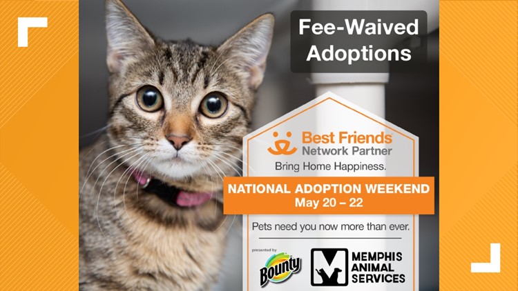 Dog and cat adoptions are FREE this weekend at Memphis Animal Services