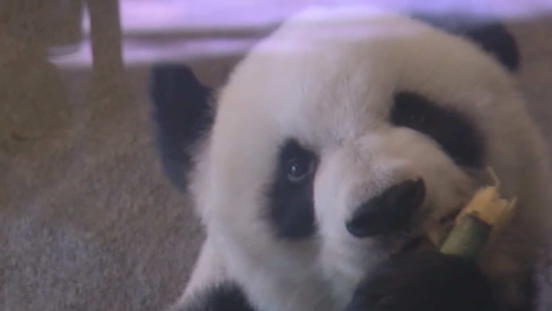 Rising trade tensions with China could mean losing the pandas at the Memphis Zoo