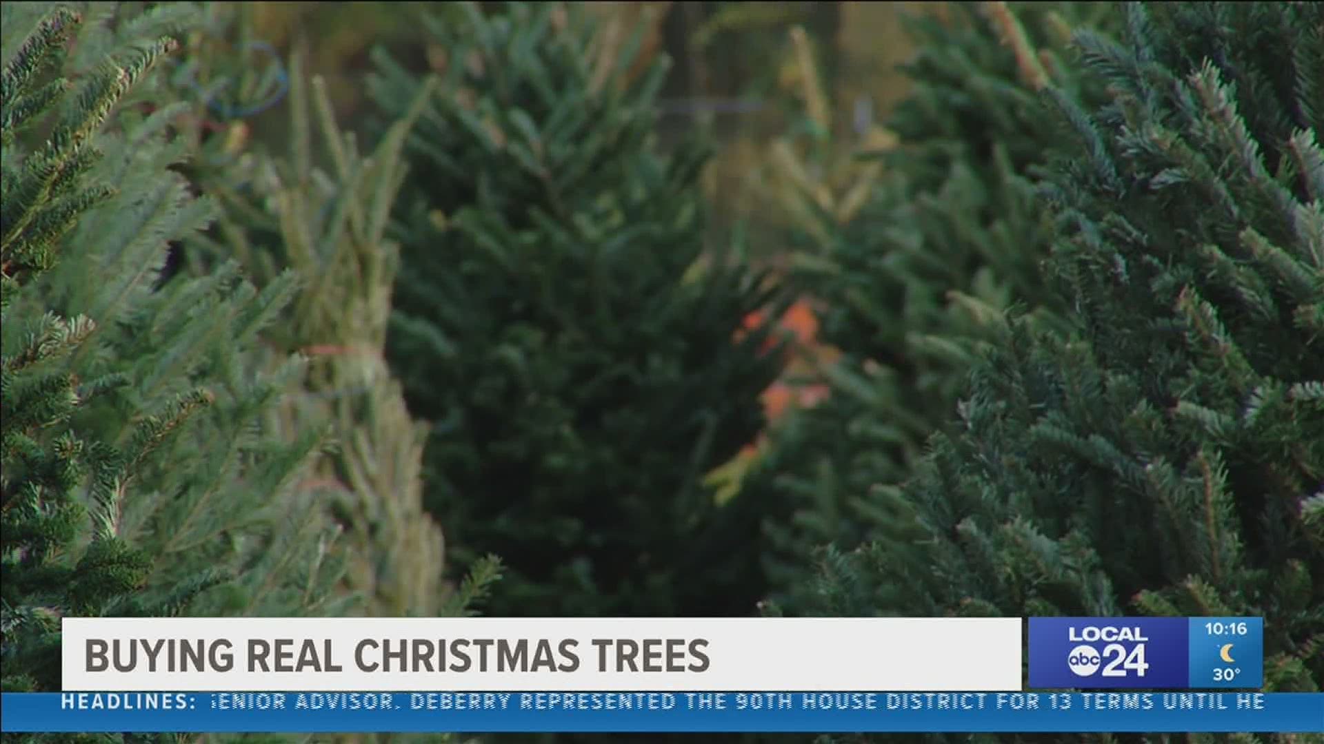Real Christmas trees are being used as a symbol of joy amid a difficult year.