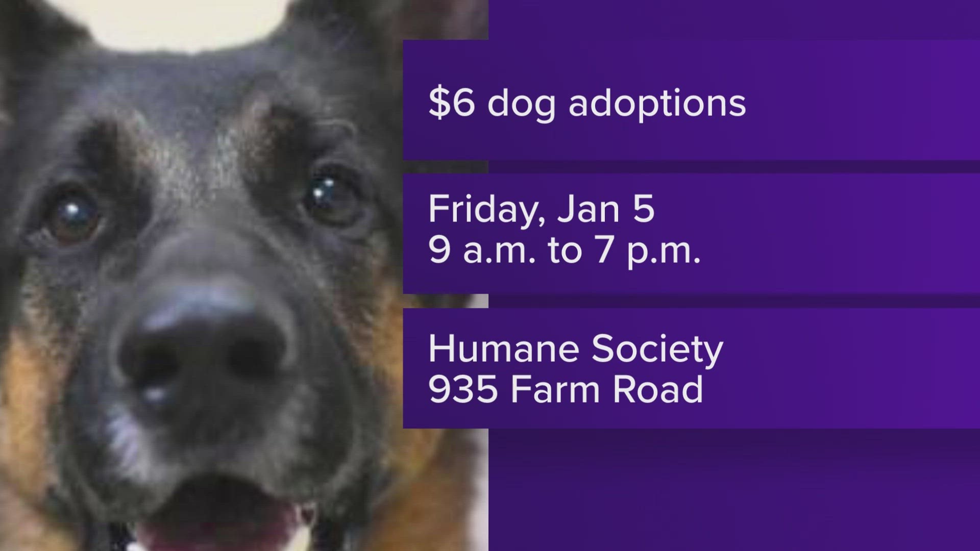 Humane Society of Memphis & Shelby County offering $6 dog adoptions ...